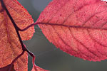 Rennes/parc Oberthür - Red autumn leaf