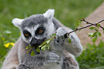 Durrell Zoo - Ring tailed lemur