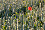 Villainville - Red poppy in the midst of green wheats at sunset
