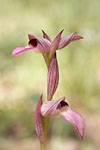 Armeni - Orchidée sauvage (Serapias neglecta)