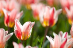 Keukenhof - Tulips