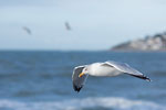 Le Havre - Gull in flight