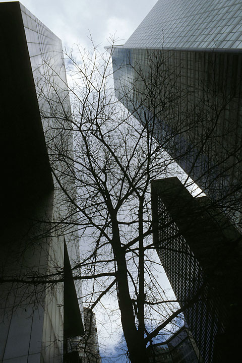 Tours et arbre nu en contre plongée - USA/New-York - New-York City - avril 1986 - Graphique