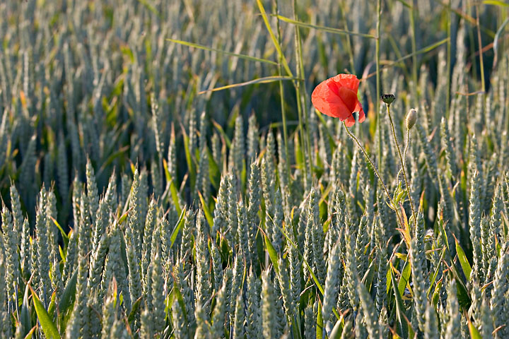 Coquelicot au milieu d'un champ de blés verts à la lumière du coucher du soleil - France/Normandie - Villainville - juin 2006 - Végétation