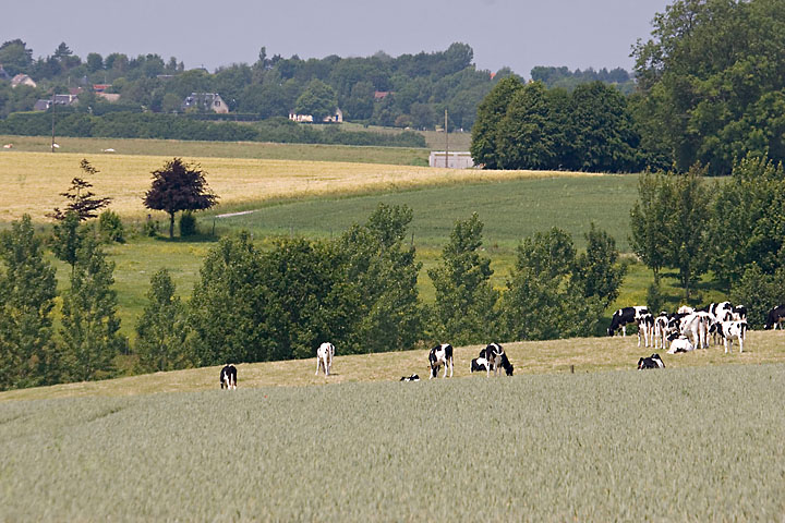 Vaches - France/Normandie - Villainville - juin 2006 - Paysages