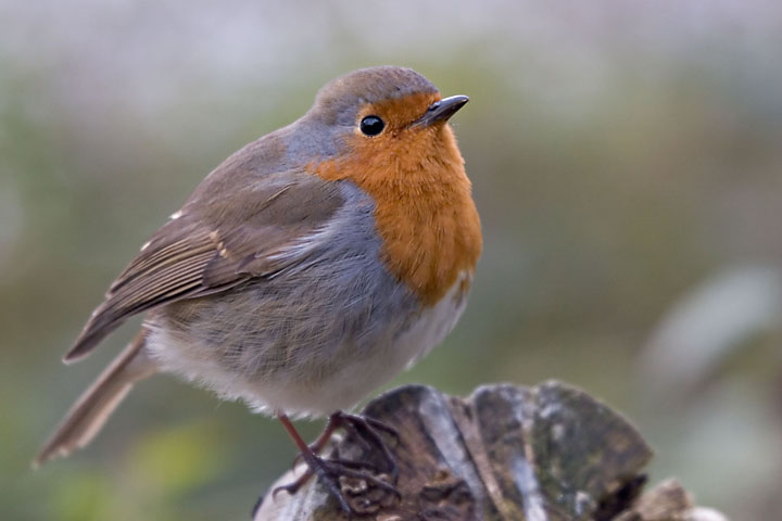 Robin redbreast bird - UK/Scotland - The Trossachs - April 2007 - Animals