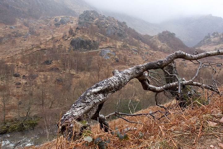 Dead tree - UK/Scotland - Ben Nevis - April 2007 - Mineral
