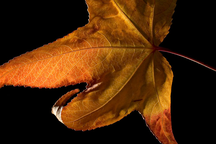 Autumn leaf flashed from behind - France/Île de France - Paris - October 2007 - Vegetation