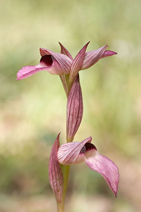 Wild Orchid (Serapias neglecta) - Greece/Crete - Armeni - April 2008 - Greece