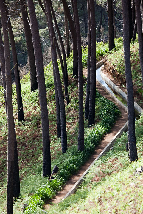 Eucalyptus and levada - Portugal/Madeira - Parazeres/Levada Nova - April 2009 - Landscapes