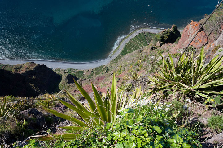 High angle view of the shore - Portugal/Madeira - Cabo Girão - April 2009 - Vegetation