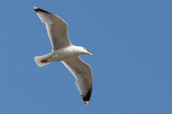Flying sea gull - France/Brittanny - Saint-Quay-Portrieux - May 2009 - Animals