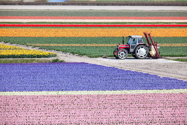 Hyacinths and tulips field - Netherlands - Keukenhof - April 2010 - Graphical