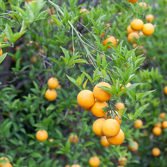 Orange trees - Greece/Mainland - Palaya Epidavros - May 2017 - EF 50 mm f/1.4