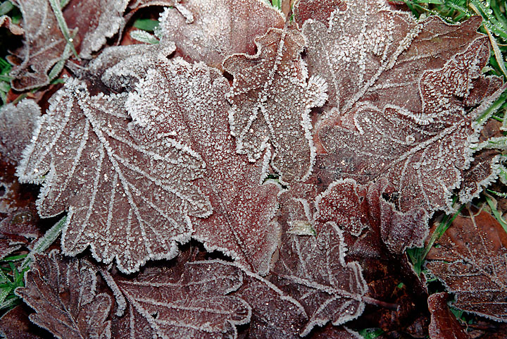 Frosty oak leaves - France/Brittanny - Rennes/parc Oberthür - January 2002 - Vegetation