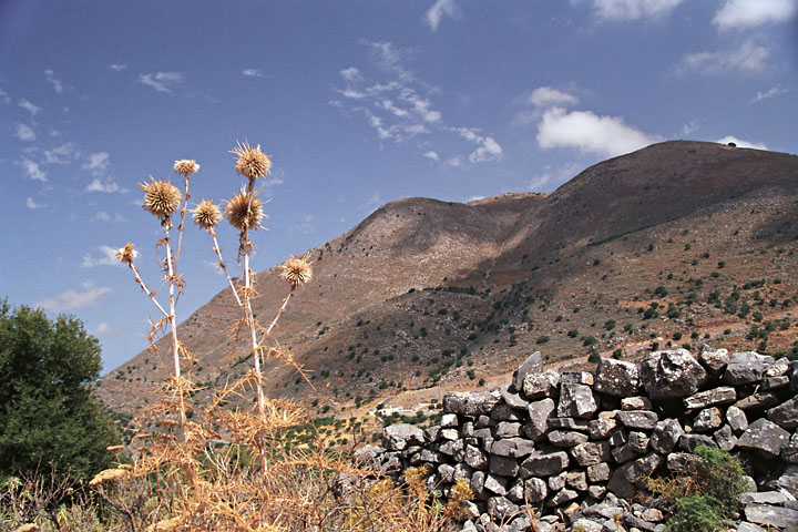 Chardon et montagnes - Grèce/Crète - Dridos - juillet 2002 - Végétation