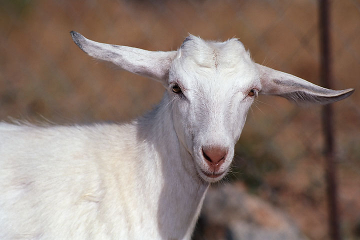 Chèvre blanche - Grèce/Crète - Elounda - août 2002 - Animaux